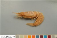 藏品(雄壯鬚蝦)的圖片